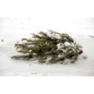 Co z choinką po świętach