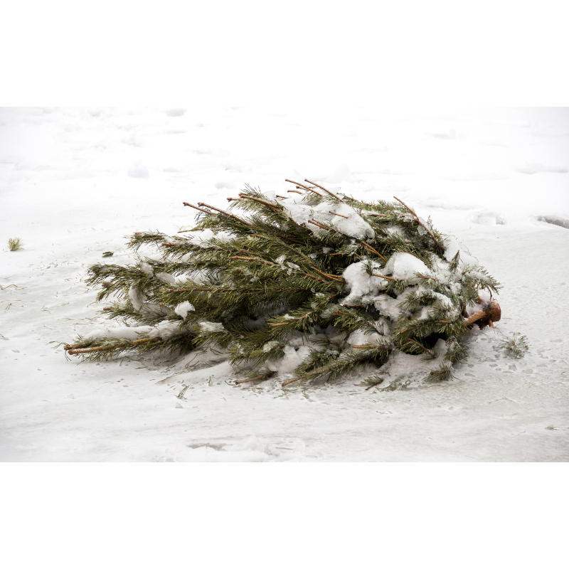 Co z choinką po świętach